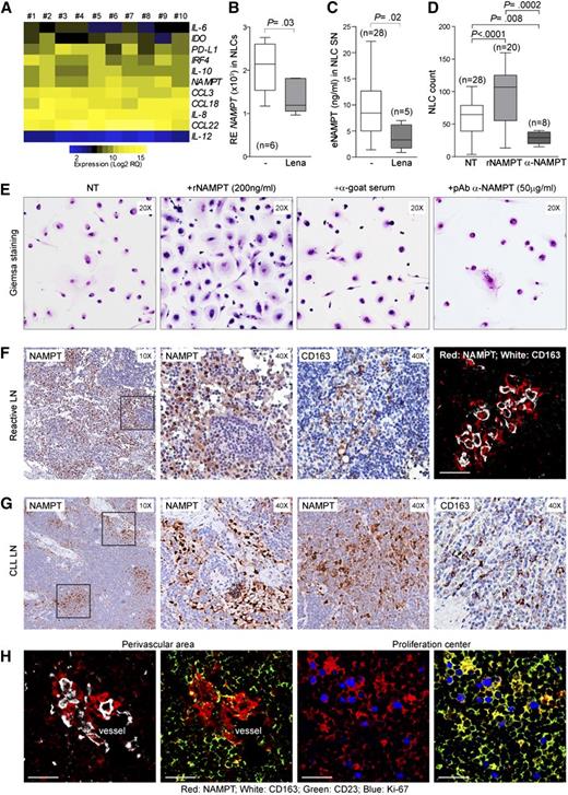 Figure 4. NAMPT is expressed by NLCs and by myeloid elements in CLL LNs. (A) Heat map showing gene expression profiling performed on conventionally differentiated NLCs (n = 10) highlighted elevated levels of genes classically associated with M2 macrophages, including NAMPT. Expression values are represented as Log2 of relative quantification (RQ) calculated as relative expression on ACTB housekeeping gene. (B-C) Box plot showing NAMPT mRNA expression levels (B) and eNAMPT soluble levels (C) in NLCs from CLL patients obtained using conventional culture conditions (n = 28) or differentiated in the presence of lenalidomide (n = 5). (D-E) NLC numbers (D) and morphology assessed by Giemsa staining (E) were determined in CLL samples differentiated with or without addition of rNAMPT. A blocking pAb anti-NAMPT or control preimmune goat serum were added to conventional NLC cultures to inhibit constitutive eNAMPT. Original magnification ×20 in panel E. (F-G) Immunohistochemical analysis of NAMPT expression in reactive (F) or CLL (G) LN. CD163 was used to detect macrophages in both normal tissues and CLL LN. Images at ×4 and ×20 original magnifications. The immunofluorescence image in panel F shows complete overlap between NAMPT (red) and CD163 (white) staining in reactive LN (magnification ×63). (H) Immunofluorescence images showing partial overlap between NAMPT staining (red) and CD163 (white) in CLL LN samples. Within the proliferation center, NAMPT shows partial colocalization with CD23+/Ki-67+ CLL lymphocytes. Original magnification ×63.
