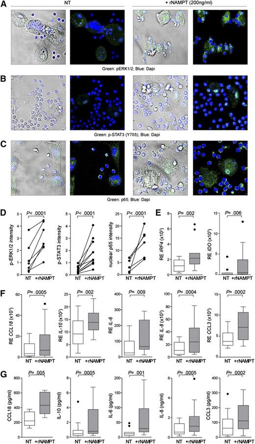 Figure 5. Exposure of NLCs to rNAMPT activates signal transduction and expression of a panel of genes specifying the M2 phenotype. NLCs were exposed to rNAMPT (30 minutes, 37°C) before fixing, permeabilizing, and staining for phospho-ERK1/2 (A), p-STAT3 (B), and the p65 subunit of the NF-κB complex (C). DAPI (blue) was used to counterstain. Original magnification ×63. (D) Graphs show cumulative analyses plotting the mean values of all the fluorescence measurements for each independent experiment. At least 4 randomly chosen fields from different samples were analyzed after defining a region of interest. (E-F) Conventionally differentiated NLCs were treated with rNAMPT for 24 hours before RNA extraction and qRT-PCR analysis of the expression of IRF4 and IDO (E) or for a panel of chemokines/cytokines defining the M2 phenotype (F). (G) Increased expression of immunosuppressive chemokines/cytokines in cultured supernatants (n = 14) was confirmed at the protein level.
