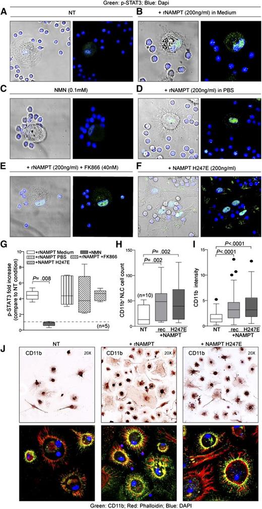 Figure 7. eNAMPT activities are independent of the enzymatic activities. (A-F) NLCs were treated (30 minutes) in different conditions and then stained for the presence of p-STAT3 (green fluorescence). DAPI (blue) was used to visualize nuclei. (G) Cumulative data (n = 5) are shown. (H) Box plots representing the quantification of CD11b+ NLCs count (n = 10) and the corresponding fluorescence pixel intensity (I) in the indicated conditions. (J) CD11b staining in NLC preparation by immunocytochemistry (upper panels, original magnification ×20) and by immunofluorescence (green, bottom panels, original magnification ×63).