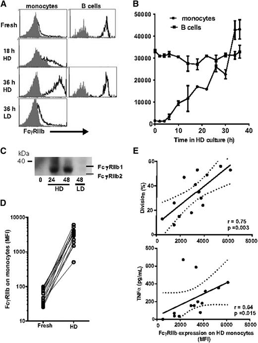 Figure 4. FcγRIIb expression on monocytes is upregulated during HD preculture. (A) Histograms showing expression of FcγRIIb on monocytes from fresh PBMCs, and taken after 18 and 36 hours of HD preculture, and 36 hours of LD preculture, and on B cells from fresh PBMCs and after HD preculture. (B) Time course of the increase in FcγRIIb expression on monocytes during HD preculture. In contrast, B cells show no change in FcγRIIb expression during HD preculture. Bars show mean and range of 2 donors. Analysis in A and B was using a FACSCantoII. (C) Western blot showing an increase in the expression of the b2 isoform of FcγRIIb during HD preculture. (D) Comparison of FcγRIIb expression on fresh and HD precultured monocytes. (E) Plots showing relationship between FcγRIIb expression on monocytes after HD preculture and proliferation and TNFα release in response to TGN1412; n = 14, analyzed using 2-tailed Spearman rank correlation (Graphpad Prism 6). FcγRIIb expression and proliferation plots from all donors are shown in supplemental Figure 4. Analysis in D and E was using a FACSCalibur flow cytometer.