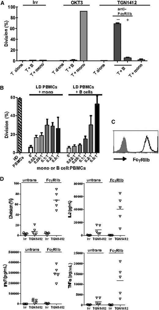 Figure 6. T cells from fresh and LD cultured PBMCs respond to TGN1412 in the presence of sufficient FcγRIIb. (A) T and B cells and monocytes were isolated from fresh PBMCs. T cells were then cultured with OKT3 or TGN1412 either alone or in coculture with B cells or monocytes at a B-cell or monocyte:T-cell ratio of 0.3:1. T-cell division was determined on day 4. (B) LD precultured PBMCs were cocultured with B cells or monocytes isolated from HD preculture at B-cell or monocyte:T-cell ratios of 0.02:1 to 1:1 in the presence of TGN1412. Division was determined on day 4. Results show mean and range from 2 donors. (C) FcγRIIb expression on transfected CHO-K1 cells. (D) T cells isolated from fresh PBMCs were cocultured with untransfected or FcγRIIb transfected CHO-K1 cells and TGN1412. Supernatant was taken for cytokine determination at 48 hours, and proliferation was determined on day 4. Results from 5 donors are shown.