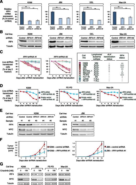 Figure 2. ALCLs are addicted to IRF4. (A) IRF4 shRNA #1 and #2 downregulate IRF4 mRNA in K299, JB6, DEL, and Mac-2A cells 48 hours after shRNA induction measured by quantitative PCR. IRF4 mRNA levels were normalized to expression of GAPDH. Error bars indicate standard deviation. (B) IRF4 shRNA #1 and #2 downregulate IRF4 protein in K299, JB6, DEL, and Mac-2A cells 96 hours after shRNA induction measured by western blotting. (C) IRF4 knockdown by two independent shRNAs is toxic to IRF4-positive ALCL cell lines. In contrast, the IRF4 low expressing ALCL cell line SU-DHL-1, the SS cell line HuT 78, and IRF4-negative T-ALL cell lines are not affected by IRF4 downregulation. Representative results from at least 2 independent replicates are shown. Baseline expression of IRF4 in the investigated cell lines is indicated based on western blotting (Figure 1C) and the ALK translocation status is indicated. (D) Exogenous expression of IRF4 cDNA rescues K299, FE-PD, and Mac-2A cells from IRF4 shRNA-induced toxicity. Representative results from 3 independent replicates are shown. (E) IRF4 and MYC knockdown is detectable by western blotting in mouse xenograft (K299 and JB6) tumor biopsies from cells transduced with IRF4 shRNA #1 compared with control shRNA transduced cells (shRNA directed against MSMO1). (F) Tumor growth curve of K299 and JB6 xenograft mouse models that inducibly express IRF4 shRNA #1 (blue) or a control shRNA directed against MSMO1 (red). IRF4 knockdown significantly reduced in vivo tumor growth (P = .0007 for K299, IRF4 shRNA vs control shRNA; P = .03 for JB6, IRF4 shRNA vs control shRNA; paired Student t test). Error bars indicate standard error of the mean. (G) Treatment of ALK+ (K299 and JB6) and ALK− (FE-PD and Mac-2A) ALCL cell lines with 150 nM crizotinib for 24 hours leads to IRF4 and MYC downregulation as measured by western blotting. *P < .05, **P < .01, ***P < .001.