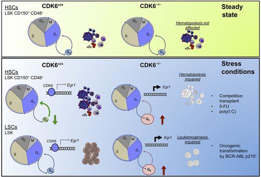 CDK6 loss in steady-state conditions does not significantly affect the distribution of LSK populations (top panel). Stress conditions will result in a rapid exit from G0 of HSCs as a result of a CDK6-dependent transcriptional repression of Egr1. Loss of CDK6 prevents the repression of Egr1 to allow cells to exit G0. In leukemia models in which CDK6 is aberrantly activated, the exit of LSCs from the G0 phase depends on CDK6. CDK6 loss results in failure of the leukemogenesis process (bottom panel). 5-FU, 5-fluorouracil; poly(I:C), polyinosinic:polycytidylic acid.