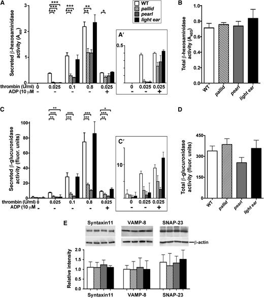 Figure 6. Impaired lysosomal enzyme release upon thrombin simulation of HPS model platelets. Washed WT, pallid, pearl, or light ear platelets (8 × 107) were stimulated with varying concentrations of thrombin (A and C) for 10 minutes in the absence or presence of 10 μM ADP as indicated. Supernatants were collected and analyzed for activity of the lysosomal enzymes β-hexosaminidase (A) or β-glucuronidase (C) using colorimetric or fluorogenic substrates, respectively. Panels A′,C′ (insets) show values at 0.025 U/mL of thrombin with or without ADP on an expanded scale. Untreated platelets (8 × 107) were lysed in 100 μL of lysis buffer and analyzed directly for β-hexosaminidase (B) or β-glucuronidase (D) activity. Data represent mean corrected A405 (A, A′, and B) or fluorescence (C, C′, and D) values (mean ± standard deviation)for undiluted supernatant, normalized to the highest value in a given experiment, from at least 3 separate experiments. *P < .05; **P < .01; ***P < .005. (E) Lysates from washed WT, pallid, pearl, or light ear platelets were fractionated by sodium dodecyl sulfate–polyacrylamide gel electrophoresis and analyzed by immunoblotting for syntaxin-11, VAMP-8, or SNAP-23 (top row), or β-actin (bottom row) as a control. Bands from 3 separate experiments were quantified and plotted as the mean signal ± standard deviation for syntaxin-11, VAMP-8, or SNAP-23 relative to β-actin.