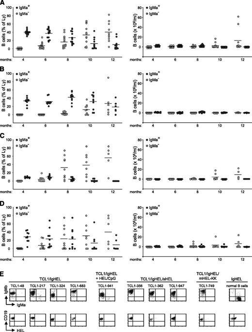 Figure 3. Leukemia development in Eμ-TCL1/IgHEL transgenic mice. Plots depict the percentage and absolute number of IgMa+ (filled circles) and IgMa− (empty circles) B cells in the peripheral blood of (A) Eμ-TCL1/IgHEL transgenic mice that were not exposed to the HEL antigen (n = 14), (B) Eμ-TCL1/IgHEL transgenic mice repetitively immunized with HEL/CpG particles (n = 11), (C) Eμ-TCL1/IgHEL transgenic mice in which HEL was expressed as a soluble autoantigen (n = 9), and (D) Eμ-TCL1/IgHEL transgenic mice in which HEL was expressed as an intracellular autoantigen translocated on apoptotic cells (n = 10). (E) Flow cytometry analysis of representative leukemias stained with anti-IgMa, anti-IgMb, anti-CD19, and biotinylated HEL. Normal splenic B cells from an IgHEL transgenic mouse were used as a positive control for HEL binding.