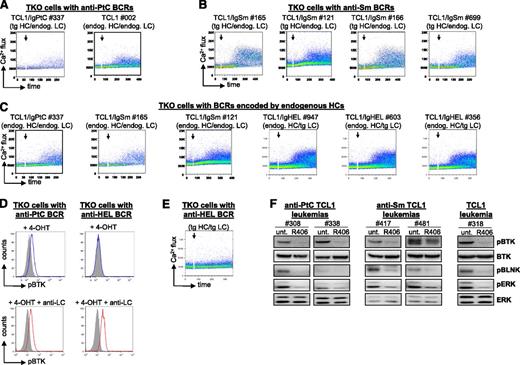 Figure 4. Analysis of autonomous BCR signaling capacity. (A-C,E) Flow cytometry analysis of Ca2+ flux after activation of the ERT2-BLNK fusion protein by 4-OHT in TKO cells expressing representative leukemic BCRs encoded by transgenic or endogenous HCs. Addition of 4-OHT is marked by an arrow. (D) Analysis of BTK phosphorylation in TKO cells expressing an autonomously active anti-PtC BCR. TKO cells expressing the anti-HEL BCR were used as a negative control. (F) Analysis of pBTK, pBLNK, and phospho-ERK (pERK) levels in primary Eμ-TCL1 leukemias expressing a transgenic anti-PtC BCR, a transgenic anti-Sm BCR, or a nontransgenic BCR. Western blot analysis was performed on cellular extracts obtained from untreated cells (unt.) or cells that were treated for 2 hours with 1 μM SYK inhibitor R406.