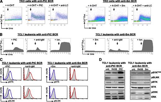 Figure 5. Signaling responses induced by anti-PtC and anti-Sm BCRs on stimulation with external antigen. (A) Flow cytometry analysis of Ca2+ flux after stimulation of TKO cells expressing a leukemia-derived anti-PtC or a leukemia-derived anti-Sm BCR. Stimulations were done with the corresponding cognate antigen or with an anti-LC antibody. (B) Flow cytometry analysis of Ca2+ flux in primary leukemic cells expressing a transgenic anti-PtC or a transgenic anti-Sm BCR. The cells were stimulated with antigen, anti-IgM, or Ionomycin (Ion.) as indicated in the figure. Ionomycin was used as a positive control. (C) Phospho-flow analysis of Eμ-TCL1-derived leukemias expressing an anti-PtC or an anti-Sm BCR. Cells were stimulated for 10 minutes at 37°C with their cognate antigen or with anti-IgM. Blue lines indicate the phospho-SYK (pSYK) and phospho-BLNK (pBLNK) signal in cells stimulated with cognate antigen, red lines in cells stimulated with anti-IgM, and filled histograms in unstimulated cells. These results are representative of 7 experiments performed with leukemias expressing an anti-PtC and 5 experiments performed with leukemias expressing an anti-Sm BCR. The remaining experiments are shown in supplemental Figure 4. (D) Immunoblotting analysis of cellular extracts from primary leukemic cells expressing an anti-PtC or an anti-Sm BCR. Cells were stimulated for 10 minutes with cognate antigen or were incubated for 2 hours with 1 μM R406 prior to lysis. The levels of pSYK are not reduced by R406 treatment because the investigated Y352 residue is phosphorylated by SRC-family kinases.