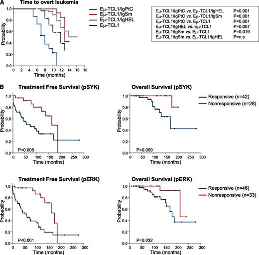 Figure 7. BCR responsiveness and leukemia behavior in murine and human CLL. (A) Kaplan-Meier plots showing time to development of overt leukemia in Eμ-TCL1, Eμ-TCL1/IgPtC, Eμ-TCL1/IgSm, and Eμ-TCL1/IgHEL transgenic mice. (B) Treatment-free and overall survival in CLL patients stratified according to response to anti-IgM stimulation. Cases that showed a >20% increase in pSYK or pERK levels after 10-minute stimulation with anti-IgM were classified as responders. Data are presented separately for the pSYK and pERK analysis because 14% of the cases (8/59) that were analyzed for both readouts showed discordant results.
