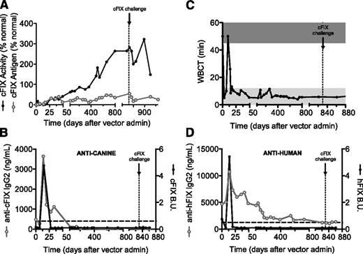 Figure 2. cFIX expression and anti-cFIX humoral responses in an HB dog with preexisting anti-hFIX inhibitors after administration of AAV-cFIX-Padua. Wiley, a University of Alabama HB dog with a history of inhibitors against hFIX, was assessed for (A) cFIX antigen and activity, (B) anti-cFIX IgG2 and Bethesda units, (C) whole blood clotting time, and (D) anti-hFIX IgG2 and Bethesda units after administration of 3 × 1012 vg/kg AAV8-cFIX-Padua. Black line, closed circles, cFIX activity, cFIX Bethesda units, and hFIX Bethesda units; gray line, open circles, cFIX antigen, anti-cFIX IgG2 and anti-hFIX IgG2; horizontal dashed lines, positive levels of Bethesda units and IgG2; vertical dashed lines, time of challenge with recombinant cFIX; dark gray bar, WBCT of hemophiliac dogs (>45 minutes); light gray bar, WBCT of normal dogs (<8 minutes).