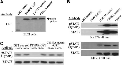Figure 3. PTPRK binds to STAT3 and directly dephosphorylates phospho-STAT3 at Tyr705. (A) Immunoblot showing GST alone and GST fusion proteins (WT/mutant types) eluted from the indicated beads before incubation with cell lysates. An antibody against GST was used. The arrow indicates the fusion proteins. (B) Phosphatase substrate-trapping mutant assays. Cell lysates of NKYS (top) and KHYG (bottom) cells were incubated with beads bound to the indicated GST-fusion proteins. Proteins bound to the beads were resolved on a 7.5% sodium dodecyl sulfate/polyacrylamide gel electrophoresis gel, and western blots were performed with the indicated antibodies. (C) In vitro phosphatase assay. The immunoprecipitated STAT3/phospho-STAT3Tyr705 protein was incubated in vitro with purified WT and mutant GST-PTPRK in the absence or presence of a phosphatase inhibitor (Na3VO4). The levels of STAT3/phospho-STAT3Tyr705 proteins were analyzed by western blot using STAT3 and phospho-STAT3Tyr705 antibodies. The purified GST protein alone without the phosphatase domain of PTPRK was used as the control. The incubation of WT protein but not mutant 2 or the control, in the absence of Na3VO4 but not in the presence of Na3VO4, resulted in a significant decrease in phospho-STAT3Tyr705 levels. This result indicated that phospho-STAT3Tyr705 was a direct substrate of PTPRK.