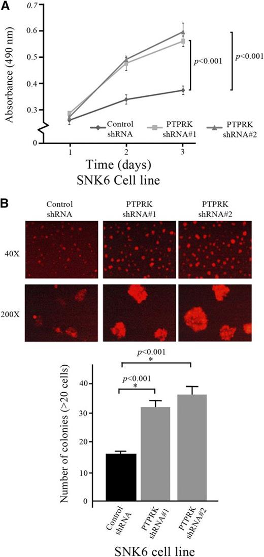 Figure 5. Partial PTPRK knockdown inhibits its tumor suppressive properties. (A) Knockdown of PTPRK expression significantly increased the proliferation rate of SNK6 cells. The graph shows the proliferation rates of PTPRK-specific shRNA#1- and shRNA#2-treated, and scrambled shRNA-treated SNK6 cells. The cell proliferation rate was determined as the degree of absorbance in the MTS assay. The average absorbance of triplicate wells was plotted against the number of days after seeding. (B) PTPRK expression knockdown significantly increased the anchorage-independent growth of SNK6 cells. (Top) The anchorage-independent colony formation assay was performed on PTPRK-specific shRNA#1- and shRNA#2-treated, and control shRNA-treated SNK6 cells in 0.4% methylcellulose. (Bottom) Bar chart showing the number of colonies formed in 5 randomly selected microscopic fields after 1 week. The experiments were performed in triplicate and repeated 3 times. The graph indicates the mean ± SD.