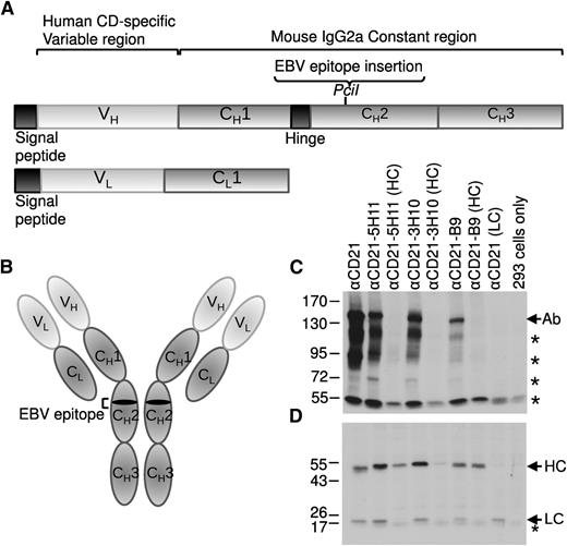 Figure 1. Generation of recombinant antibodies containing EBV epitopes. (A) Schematic representation of the immunoglobulin heavy chain (HC) and light chain (LC) genes showing the PciI restriction enzyme site used for insertion of the EBV epitope sequences into the CH2 region of the HC gene. (B) The fully assembled antibody molecule is composed of 2 copies of the LC and 2 copies of the HC containing the EBV epitope. Plasmids expressing the HC and LC of the anti-CD21 antibody (with and without EBV epitopes) were transfected into 293 cells. A western blot analysis of transfected 293 cell extracts was performed under (C) native or (D) reduced conditions for αCD21 antibodies, including epitopes from the EBNA3C (5H11 and 3H10) and the EBNA3B (B9) proteins. An antibody specific to mouse immunoglobulin HC and LC was used to visualize the antibody proteins. In panel C, Ab represents the complete antibody molecule containing 2 HC and 2 LC and * represents other variations of the HC and LC complexes. In panel D, * represents a nonspecific band present in all samples.