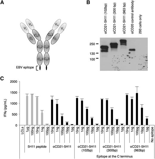 Figure 6. AgAb can accommodate and efficiently elicit presentation of large viral antigens. (A) We fused fragments of EBNA3C with the C terminus of the Ig heavy chain that recognizes human CD21 and assessed their ability to induce specific T-cell recognition. Three AgAbs were thus generated with a 102-, 300-, or 963-bp fragment from the EBNA3C open reading frame, each of which include the 5H11 epitope. (B) The AgAbs were expressed in 293 cells and submitted to a western blot analysis using antibodies specific for mouse IgG proteins. Nontransfected 293 cells provided negative controls and anti-human CD20 antibody was used as a control for transfection. (C) The results of a T-cell assay performed in triplicate with 1 of the ex vivo–expanded 5H11-specific T-cell clones and LCLs loaded with the larger AgAbs. All assays were performed in triplicate and means and standard deviations are shown.