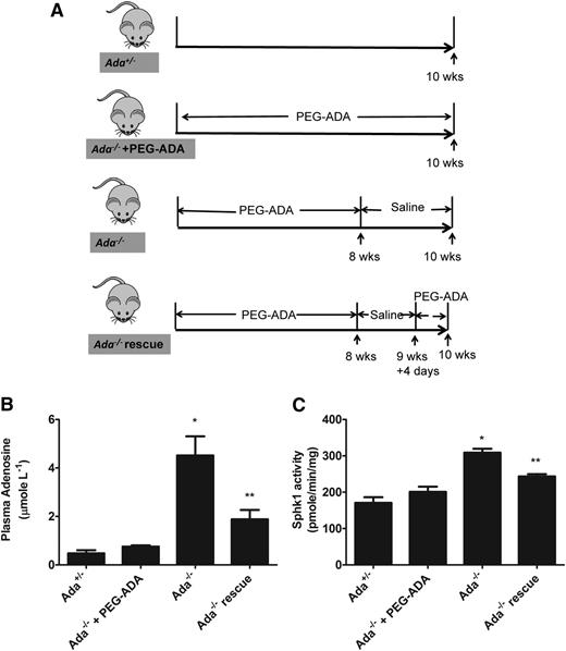 Figure 3. Elevated plasma adenosine induces erythrocyte SphK1 activity increase in vivo. (A) Schematic representation of mouse treatment strategy. (B) Plasma adenosine and (C) erythrocyte SphK1 activity in Ada+/−, Ada−/− with PEG-ADA treatment, Ada−/− without PEG-ADA treatment, and Ada−/− rescue. Values shown represent the mean ± SEM (n = 6 for each group). *P < .05 Ada−/− vs Ada−/−+ PEGADA;**P < .05 Ada−/− vs Ada−/− rescue.