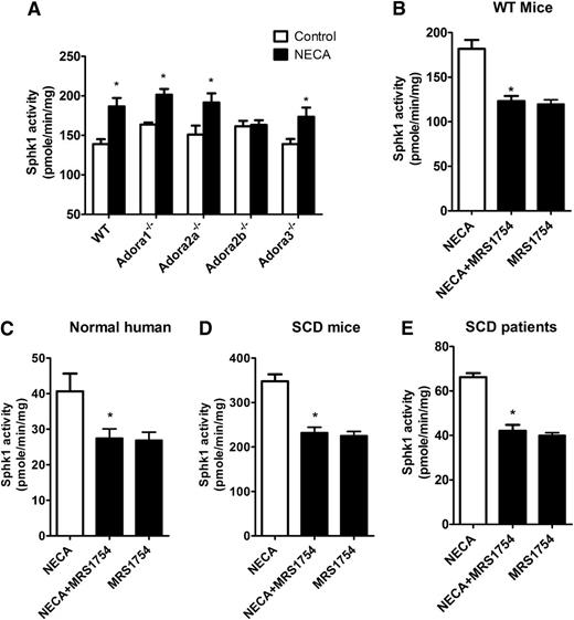 Figure 4. Adenosine signals through ADORA2B to induce erythrocyte SphK1 activity increase. (A) SphK1 activity in cultured primary erythrocytes from 4 adenosine receptor-deficient mice after NECA (10 μM) treatment for 30 min. (B-E) SphK1 activity in cultures of primary erythrocytes from (B) WT mice, (C) normal human subjects, (D) SCD transgenic mice, and (E) SCD patients after NECA (10 μM) treatment with and without AODRA2B antagonist MRS1754 (10 μM). Values shown represent the mean ± SEM (n = 5 for SCD patients and normal human subjects; n = 6 for SCD transgenic mice and WT mice). *P < .05 NECA vs NECA + MRS 1754 or NECA vs control.