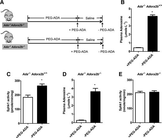 Figure 5. Elevated plasma adenosine increases erythrocyte SphK1 activity through ADORA2B. (A) Schematic representation of mouse treatment strategy. (B) Plasma adenosine levels and (C) erythrocyte SphK1 activity in Ada−/− Adora2b+/+ mice before (+PEG-ADA) and after PEG-ADA treatment withdrawn (−PEG-ADA). (D) Plasma adenosine levels and (E) erythrocyte SphK1 activity in Ada−/− Adora2b−/− mice before (+PEG-ADA) and after PEG-ADA treatment withdraw (−PEG-ADA). Values shown represent the mean ± SEM (n = 6 for each group). *P < .05 −PEG-ADA vs +PEG-ADA.