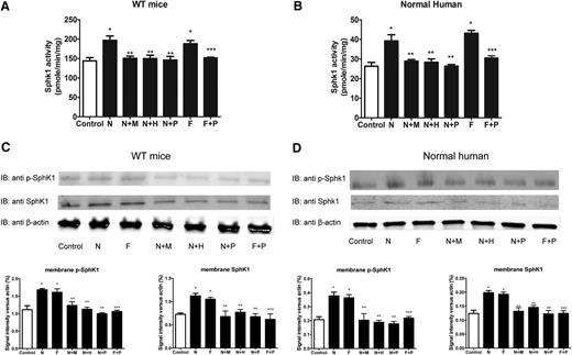 Figure 6. PKA-mediated activation of ERK1/2 underlies adenosine-ADORA2B-mediated erythrocyte SphK1 activation in WT mice and normal human individuals. SphK1 activity, membrane bound total, and phosphorylated SphK1 in primary erythrocytes from WT mice (A and C) and normal human subjects (B and D) after treatment with N (10 μM NECA), N+M (10 μM NECA + 10 μM MRS1754), N+H (10 μM NECA + 10 μM H89), N+P (10 μM NECA + 20 μM PD98059), F (10 μM Forskolin), and F+P (10 μM Forskolin+ 20 μM PD98059) for 30 minutes. Values shown represent the mean ± SEM (n = 5 for normal human subjects and n = 4 for WT mice). *P < .05 N or F vs control; **P < .05 N+M, N+H, N+P vs N; ***P < .05 F+P vs F.