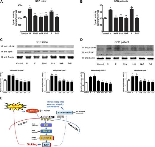 Figure 7. PKA-mediated activation of ERK1/2 underlies adenosine-ADORA2B-mediated erythrocyte SphK1 activation in SCD Tg mice and SCD patients. SphK1 activity, membrane bound total, and phosphorylated SphK1 in primary erythrocytes from (A,C) SCD transgenic mice and (B,D) SCD patients after treatment with N (10 μM NECA), N+M (10 μM NECA + 10 μM MRS1754), N+H (10 μM NECA + 10 μM H89), N+P (10 μM NECA + 20 μM PD98059), F (10 μM Forskolin), and F+P (10 μM Forskolin+ 20 μM PD98059) for 30 minutes. Values shown represent the mean ± SEM (n = 3 for SCD patients and n = 5 for normal human subjects; n = 3 for SCD transgenic mice and n = 4 for WT mice). *P < .05 N or F vs control; **P < .05 N+M, N+H, N+P vs N; ***P < .05 F+P vs F. (E) Working model: hypoxia or tissue damage leads to increased plasma adenosine which signals through ADORA2B and subsequent PKA and ERK1/2 pathways to activate SphK1 and produce more S1P in erythrocyte.
