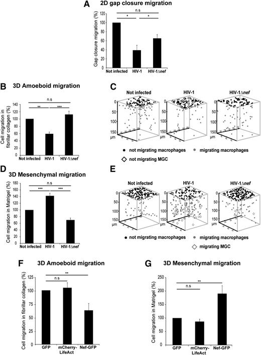Figure 1. HIV-1 infection modifies migration modes of macrophages in 2D and 3D environments via Nef. (A-E) hMDMs were infected or not with HIV-1 or HIV-1Δnef and seeded (A) in Ibidi culture inserts or (B-C) on thick layers of fibrillar collagen I (D-E) or of Matrigel polymerized in transwell chambers. (A) The percentage of cells closing the gap after 24 hours was measured and reported as 100% for controls. Mean ± standard deviation (SD), n = 4. *P ≤ .05; **P ≤ .01; and ***P ≤ .001. (B,D) The percentage of migrating cells after 72 hours was measured and reported as 100% for controls. Mean ± standard error of the mean (SEM), n = 7 in B and n = 11 in D. (C,E) 3D positions of macrophages and MGCs for representative experiments using TopCat Software. (F-G) hMDMs were transduced with GFP (control), mCherry-LifeAct, or NefSF2-GFP lentivirus and layered (F) on fibrillar collagen I or (G) on Matrigel. The percentage of migrating cells after 72 hours was measured. Mean ± SEM, n = 4.