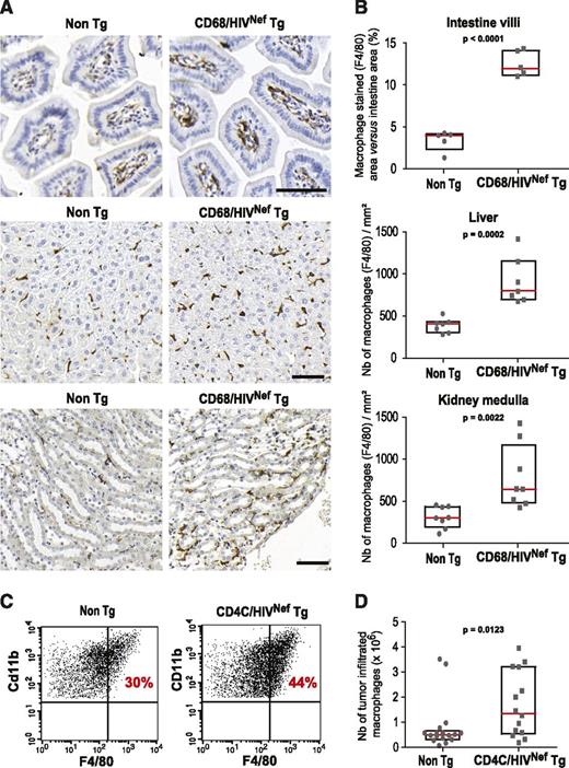 Figure 2. Nef increases macrophage infiltration in tumors and promotes macrophage tissue accumulation. (A) Representative histological sections of (top) intestine mucosa villi, (middle) liver, and (bottom) medulla area of kidney of non-Tg and CD68/HIVNef-Tg mice stained with F4/80 antibodies (macrophages) and counterstained with hematoxylin (nuclei). Scale bars, 50 μm. (B) Intestine: percentage of the F4/80-stained surface relative to the villi surface, n = 5, 3 sections per mouse. Liver and kidney: quantification of the number of F4/80-positive cells, n = 7 and 8, respectively, 3 sections per mouse. Box without whisker plots (interquartile range) and all dot plots (gray) are shown with mean value (red line). (C) Representative flow cytometry analysis of C3L5 tumor-infiltrated hematopoietic cells stained for CD45.2, CD11b, F4/80, and Gr1. CD11b- and F4/80-positive cells are illustrated, after gating on CD45.2+/Gr1low cells. (D) Number of F4/80-positive cells inside tumors: n = 14 for CD4C/HIVNef-Tg and n = 16 for non-Tg mice.