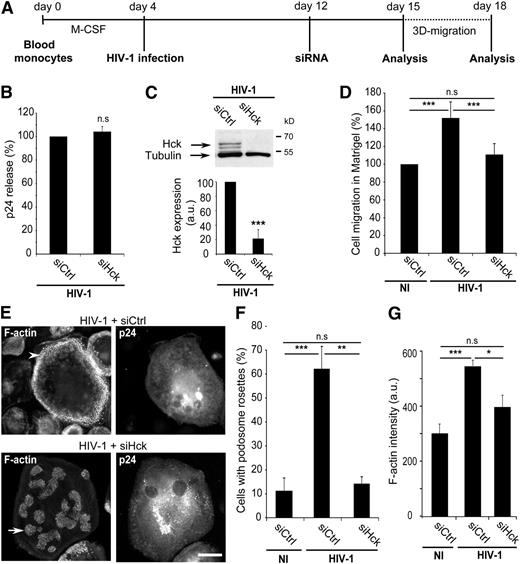 Figure 6. Hck is necessary for HIV-1 effect on podosomes and 3D mesenchymal migration of macrophages. (A) Representation of the siRNA experimental design. (B) Dosage of p24 from day 15 supernatants of HIV-1ADA–infected hMDMs. Mean ± SEM, n = 5. (C) (Upper) Western blot analysis of Hck depletion in infected hMDMs. (Lower) Quantification of Hck normalized to tubulin. Mean ± SD, n = 7. (D) The percentage of hMDMs migrating in Matrigel after 72 hours was measured and reported as 100% for controls. Mean ± SD, n = 5. (E) IF microscopy of HIV-1ADA–infected macrophages on glass subjected to control siRNA or Hck siRNA. Arrowhead: podosome rosettes/belts; arrow: podosome clusters. Scale bar, 10 μm. (F) Quantification of the number of cells forming podosome rosettes/belts. Mean ± SD, n = 3. (G) Automatic quantification of F-actin intensity inside podosomes. Mean ± SEM, n = 3 (>1000 podosomes from ≥10 cells per donor). NI, not infected.