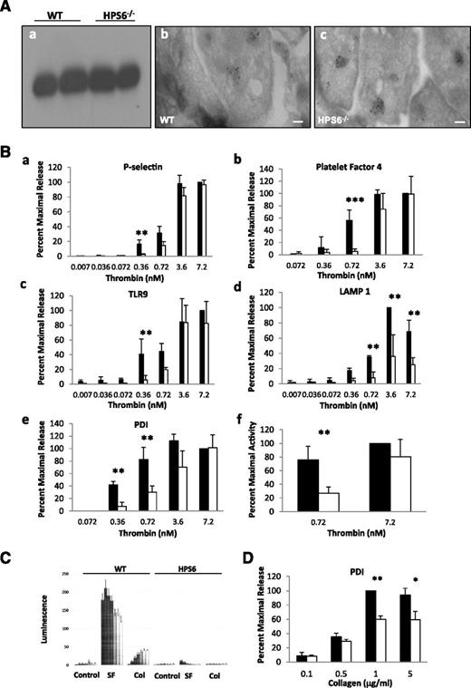 Figure 2. Localization of PDI and granule release in WT and HPS6−/− platelets. (A) Localization of PDI in platelet granules. (a) Unstimulated platelets isolated from WT and HPS6−/− mice were sedimented by centrifugation. The pellet was solubilized with SDS lysis buffer to generate the lysate. Lysate of intact resting platelets from WT and HPS6−/− mice was subjected to SDS-PAGE and blotted with anti-PDI antibodies DL-11. (b) Washed WT mouse resting platelets were fixed, frozen, and sectioned before mounting on Formvar carbon-coated copper grids. Ultrathin platelet sections were probed for PDI, and bound antibody labeled with Protein A-gold. Samples were examined by transmission electron microscopy and reveal distribution of PDI in platelet T granules. Bar represents 100 nm. (c) As per panel Ab, but HPS6−/− mouse platelets were examined. (B) Decreased thrombin sensitivity of granule exocytosis in HPS6−/− platelets. Comparing WT platelets and HPS6−/− platelets, thrombin-induced granule exocytosis was studied in vitro to characterize α granule, T granule, and lysosomes. Mouse platelets in HTG buffer (250 × 105 platelets per 100 μL of 5 mM d-glucose, 134 mM sodium chloride, 0.34 mM disodium phosphate, 2.9 mM potassium chloride, 12 mM sodium bicarbonate, 20 mM N-2-hydroxyethylpiperazine-N′-2-ethanesulfonic acid, and 1 mM magnesium chloride, pH 7.3) were incubated with mouse α-thrombin for 10 minutes at room temperature. Twenty microliters of thrombin-stimulated or resting platelets were incubated with fluorescein isothiocyanate–conjugated P-selectin, TLR9, or Alexa Fluor 488–labeled LAMP1 antibodies for 15 minutes. Surface expression of platelet granule markers was measured using CellQuest on a FACSCalibur flow cytometer (Becton Dickinson). Data are expressed as percent maximal release. Immunoflow cytometry of P-selectin monitored α granule exocytosis, whereas α granule content release, monitored by PF-4 secretion, was measured by enzyme-linked immunosorbent assay. T granule exocytosis was monitored by surface exposure of TLR9 using flow cytometry and lysosome exocytosis by the release of LAMP1. For PF-4 and PDI, hirudin (1 U/mL) was added to quench thrombin activity, then platelets were sedimented by centrifugation, the supernatant was collected and ultracentrifuged at 71 000g for 30 minutes, and the releasate was assayed. Platelets from WT or HPS6−/− mice were activated with varying amounts of thrombin, and the markers for granule exocytosis were measured. Thrombin agonist concentrations were 0.007, 0.036, 0.072, 0.36, 0.72, 3.6, and 7.2 nM; the average of 5 measurements defines each point ± SD. (a) P-selectin (α granules); (b) PF-4 (α granules); (c) TLR9 (T granules); (d) LAMP 1 (lysosomes); **P < .01, ***P < .001. (e) Band densities of PDI antigen in releasates of thrombin-stimulated WT and HPS6−/− platelets detected by SDS-PAGE, followed by immunoblotting with anti-PDI antibodies (DL-11; 1 μg/mL). Data represent mean ± SD (n = 2; **P < .01). (f) Thiol isomerase secretion after platelet activation with 0.72 or 7.2 nM thrombin. Thiol isomerase activity was monitored by the reduction of a di-E-GSSG as a substrate. The increase in fluorescence was measured at excitation/emission of 525/540 nm for 20 minutes at 25°C. **P < .01. WT platelets, closed bars; HPS6−/− platelets, open bars. (C) Agonist-induced adenosine triphosphate release as a marker of dense granule release in WT and HPS6−/− platelets as measured by luminometry. WT and HPS6−/− platelets were activated with SFLLRN (SF; 252 μM), collagen (Col; 19 μg/mL), or buffer control (Control), and the kinetics of release of adenosine triphosphate was monitored as a function of time (0, 5, 10, 15, 20, 25, and 30 seconds, left to right) by luminometry. (D) Decreased collagen sensitivity of granule exocytosis from HPS6−/− platelets. Band densities of PDI antigen in releasates of collagen-stimulated (0.1-5 μg/mL of type 1 equine collagen; 10 minutes) WT and HPS6−/− platelets detected by SDS-PAGE, followed by immunoblotting with anti-PDI antibodies (DL-11; 1 μg/mL) (n = 3; mean ± SD; **P = .001, *P = .01). WT platelets, closed bars; HPS6−/− platelets, open bars. SD, standard deviation; SDS-PAGE, sodium dodecyl sulfate–polyacrylamide gel electrophoresis.