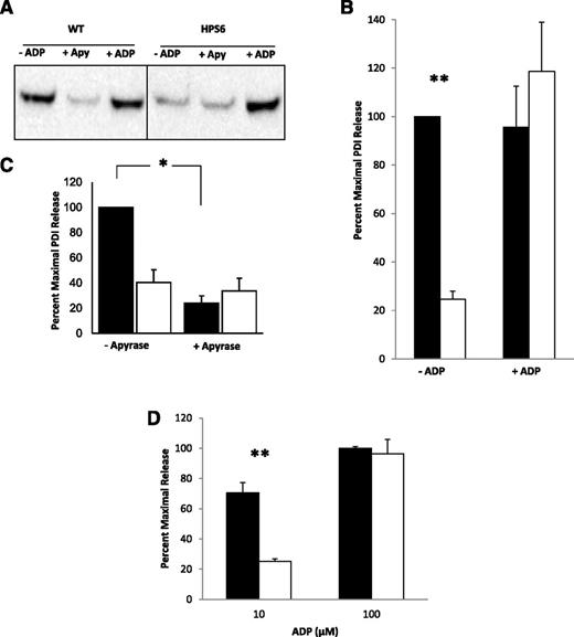 Figure 3. Rescue of thrombin-induced PDI release from HPS6−/− platelets using substimulatory ADP, and reduction of PDI release from WT platelets with apyrase. PDI antigen in releasate of thrombin-stimulated (0.36 nM) WT and HPS6−/− platelets with and without substimulatory concentrations of ADP (1 μM) or with and without apyrase (Apy; 0.1 U/mL). Samples were obtained 10 minutes after thrombin activation. (A) PDI antigen in releasates of thrombin-stimulated WT and HPS6−/− platelets were detected by SDS-PAGE, followed by immunoblotting with anti-PDI antibodies (DL-11; 1 mg/mL). (B) Bar graph comparing PDI release in WT and HPS6−/− platelets in the presence (+) or absence (-) of ADP. Data represent mean ± SD; n = 2; **P < .01. (C) Bar graph comparing PDI release in WT and HPS6−/− platelets in the presence (+) or absence (-) of apyrase. Data represent mean ± SD (n = 2; *P < .01). (D) Effect of high levels of ADP on HPS6−/− release of PDI. WT and HPS6−/− platelets were incubated with 10 μM (-) or 100 μM (+) of ADP, and releasate was collected and resolved on SDS-PAGE. PDI was quantitated by immunoblotting with rabbit polyclonal anti-PDI antibody (n = 2; mean ± SD; **P = .02). WT, closed bars; HPS6−/−, open bars.