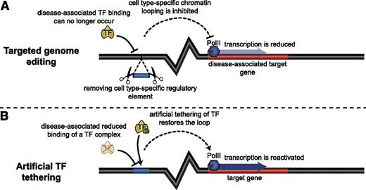 Figure 2. Enhancer targeting strategies with proven therapeutical potential. (A) Deletion of enhancers can cell type specifically modulate disease-associated gene expression. (B) Artificial tethering of TFs to regulatory elements can restore disease-impaired chromatin looping, leading to reactivation of gene expression. Similar tethering strategies can also be used to artificially reactivate naturally silenced genes for therapeutic use74 or for enhancer silencing by tethering inhibitory proteins to the enhancer.70