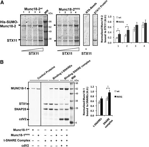 Figure 3. The R65Q mutation does not affect binding of Munc18 proteins to syntaxins, t-SNAREs, or SNARE complexes. (A) Pull-down experiments in which equivalent amounts of recombinant His-SUMO-Munc18-2WT or Munc18-2R65Q were bound to nickel-nitrilotriacetic acid beads (NTA-Beads) and increasing concentrations of recombinant STX11 were added to the beads. Bound fractions were analyzed by sodium dodecyl sulfate–polyacrylamide gel electrophoresis and coomassie blue staining. Plot shows the amount of STX11 bound to the beads normalized by the amount of Munc18-2WT or R65Q present on the beads. (B) Pull-down experiments in which recombinant His-SNAP25/STX1 (t-SNAREs) or His-Vamp2/STX1/SNAP25 (SNARE complex) were immobilized on NTA-Beads and incubated in the presence of equivalent amounts of either untagged Munc18-1WT or Munc18-1R65Q. Bound fractions were analyzed by sodium dodecyl sulfate–polyacrylamide gel electrophoresis and coomassie blue staining. Plot shows the amount of Munc18-1WT or R65Q bound to t-SNAREs or SNARE complexes normalized by the amount of STX1 present on the beads. Gels and plots are representative of 2 independent experiments. *P < .05. A.U., arbitrary units; cdV2, soluble domain of Vamp2.