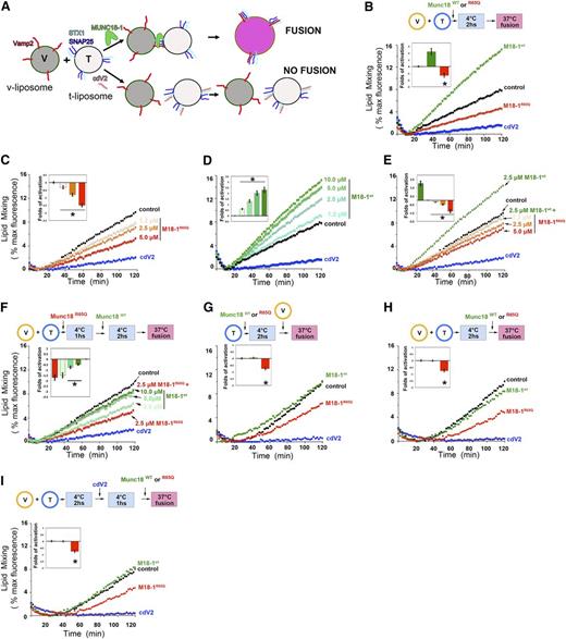 Figure 6. The R65Q mutation inhibits membrane fusion in vitro. (A) Schematic depicting the liposome fusion reaction. (B) T- and labeled v-liposomes were preincubated on ice for 2 hours (hs) with control buffer, 2.5 μM Munc18-1WT, 2.5 μM Munc18-1R65Q, or 2.5 μM cdV2. Subsequently, the temperature was increased to 37°C, and the fluorescent signal was read every 2 minutes (min) for a total of 120 minutes. (C) Dose-dependent inhibition of fusion by Munc18-1R65Q. The liposome fusion reaction was performed as in panel B but with increasing concentrations of Munc18-1R65Q. (D) Dose-dependent activation by Munc18-1WT. The liposome fusion reaction was performed as in panel B but with increasing concentrations of Munc18-1WT. (E) Competition experiments using Munc18-1WT and Munc18-1R65Q. T- and v-liposomes were preincubated on ice for 2 hours in the presence of 2.5 μM Munc18-1WT and control buffer or increasing concentrations of Munc18-1R65Q (1.2-5.0 μM). Subsequently, the temperature was increased to 37°C, and the fluorescent signal was read every 2 minutes for a total of 120 minutes. (F) Competition experiments using Munc18-1R65Q and Munc18-1WT. T- and v-liposomes were preincubated on ice for 1 hour in the absence (control) or presence of 2.5 μM Munc18-1R65Q. Munc18-1R65Q-treated liposomes were incubated on ice for 2 hours with increasing concentrations of Munc18-1WT (2.5-10.0 μM). The temperature was increased to 37°C, and fusion was monitored as described above. (G) T-liposomes were incubated in the absence (control) or presence of Munc18-1WT, Munc18-1R65Q, or cdV2 for 2 hours on ice, followed by the addition of v-liposomes. (H) T- and v-liposomes were preincubated for 2 hours on ice to allow the assembly of SNARE complexes, followed by the addition of control buffer, Munc18-1WT, or Munc18-1R65Q. Subsequently, the temperature was raised to 37°C, and lipid mixing was measured. (I) T- and v-liposomes were preincubated 2 hours on ice, and then cdV2 was added to the reaction and incubated for 1 hour on ice. After that, control buffer, Munc18-1WT, or Munc18-1R65Q was added, and the temperature was increased to 37°C to induce lipid mixing. In panels B-I, the blue curve shows the effect when the strong inhibitor cdV2 was added from the beginning of the fusion reaction. Graphs in the insets of panels B-I show the fold activation of at least 3 independent experiments using different liposome preparations. The fold activation was calculated as a ratio of the difference of the initial rate of membrane fusion at 60 minutes in the presence of Munc18-1 minus the initial rate of fusion in the absence of Munc18-1 divided by the initial rate of fusion in the absence of Munc18-1. *P < .05 compared to control level.
