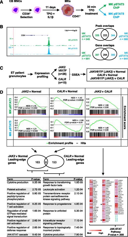 Figure 1. Megakaryocytic STAT targets are enriched in granulocytes from ET JAK2-mutant patients but not ET CALR-mutant patients. (A) Schematic of megakaryocyte (MK) cells derived from cord blood (CB) mononuclear cells (MNCs). After an 11-day culture in stem cell growth media (SCGM, Cell Genix) supplemented with 100 ng/mL TPO (Cell Genix) and 10 ng/mL interleukin-1β (IL-1β, Miltenyi), mature MK cells were treated with 50 ng/mL TPO for 30 minutes and used for ChIP with pSTAT3 and pSTAT5 antibodies (Cell Signaling Technologies). (B) Example of a density plot transformed from raw ChIP-seq data reads, displayed in the UCSC Genome Browser. CISH gene structure is shown above the tracks. Venn diagrams depict peak and gene overlaps from ChIP-seq data. Genomic coordinates of STAT-bound peaks were converted to gene lists using UCSC as the gene source. (For a complete list of STAT-bound peaks and genes, see supplementary Tables 1 and 2). (C) ET patient granulocytes were genotyped and expression-profiled by Rampal et al6; samples that were independently positive for JAK2V617F and CALR were processed in GSEA7 with pSTAT3 and pSTAT5 ChIP-Seq data sets from TPO-treated MK cells. (D) GSEA results showing activated STAT signatures enriched in ET patients with JAK2V617F (JAK2) mutation relative to both normal and ET patients positive for CALR mutation (CALR). All 3 GSEA comparisons (JAK2 vs normal, CALR vs normal and JAK2 vs CALR) were evaluated with leading-edge analysis (see supplementary Table 3) to determine which genes contributed to the normalized enrichment score (NES).7 Leading-edge genes are core-enriched genes that are ordered in a ranked gene list (as depicted as black and white bars below a GSEA profile) and appear at, or before, an automatically generated enrichment score threshold.7 Gene ontology analysis was performed for leading-edge genes using Enrichr9 and the Functional Annotation tool of the Database for Annotation, Visualization and Integrated Discovery10, version 6.7 (david.abcc.ncifcrf.gov). Nonredundant gene ontology biological process terms with P values < .001 are shown below a Venn diagram of leading-edge genes enriched in JAK2-mutant patients compared with controls, and CALR-mutant patients compared with controls (for full gene ontology biological process table of terms, see supplementary Tables 4-6). For GSEA comparing JAK2 against CALR patients, the 76 leading-edge genes shared by both pSTAT ChIP-seq datasets in MK cells are also shown as a heat map indicating relative expression. Gene expression is denoted pink to red, indicating moderate (mod) to high expression. Gene ontology analysis of these 76 shared leading-edge genes was performed and the main Kyoto Encyclopedia of Genes and Genomes pathway is depicted. *Key canonical JAK-STAT target genes. All P values shown were evaluated by the modified Fisher’s exact test. FDR, false discovery rate; GTPase, guanosine triphosphatase. All supplementary tables are freely available at http://hscl.cimr.cam.ac.uk/genomic_supplementary.html.