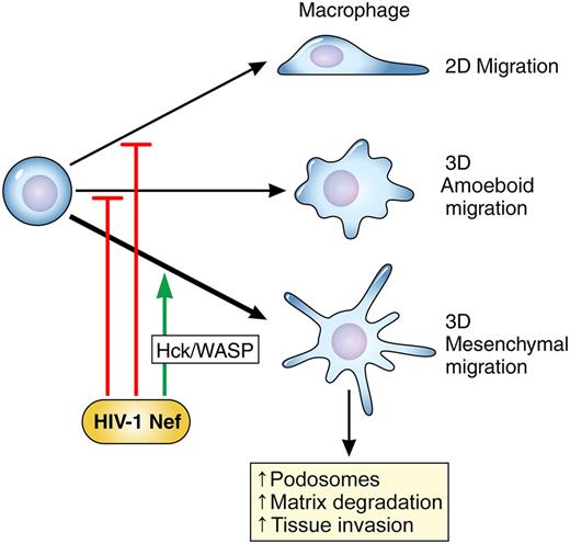HIV-1 infection of macrophages, through the expression of the HIV-1–derived protein Nef, pushes macrophages to adopt the “mesenchymal” mode of migration through effects upon the src-family kinase Hck and a downstream effector, Wiskott-Aldrich syndrome protein (WASP). Migratory macrophages that employ the mesenchymal mode are better able to invade dense extracellular matrix and tissues. Results from Vérollet et al provide a mechanistic understanding of the increased infiltration of macrophages observed in HIV-infected patients. Professional illustration by Patrick Lane, ScEYEnce Studios.