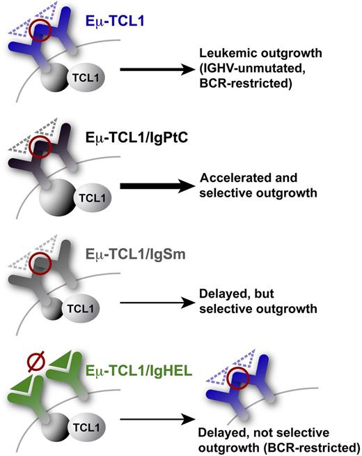 The 4 basal tg BCR systems employed by Iacovelli et al are shown.1 Red circles: exo-antigen–independent inter- (or intra-) smIG autorecognition via HCDR3–FR2 (VRQ)/FR3 (YYC) engagements leading to autonomous BCR signals. Such inter-BCR self-engagement (intra-BCR less likely due to missing crosslinking) potentially occurs at the single-cell and intercellular level. Triangles: cognate antigens (dashed for low-affinity vs solid for high-affinity). Autonomous BCR interactions appear as prerequisites for leukemic outgrowth from the Eµ-TCL1 tg backbone, as there are no leukemias arising from the high-affinity IgHEL receptor, which lacked antigen-independent autonomous signaling in vitro. Additional influence of ligand affinity: low-affinity autoantigens like PtC or Sm drive leukemia-associated selection for their BCRs. However, a protumorigenic synergism was only observed for the PtC receptors, which in contrast to the low-responsive leukemic IgSm, elicited robust intracellular signals upon ligand engagement.