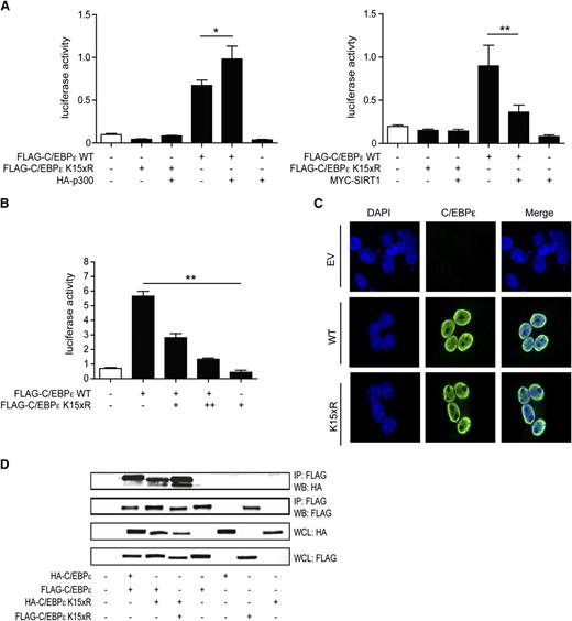 Figure 3. Acetylation of C/EBPε regulates transcriptional activity. (A) M-CSFR promoter luciferase reporter activity was analyzed in COS cells by the cotransfection of C/EBPε or C/EBPε K15xR with p300 or SIRT1. An empty vector plasmid was used as control. All values were normalized for cotransfected renilla. (B) COS cells were cotransfected with C/EBPε and increasing concentrations of K15xR, followed by analysis of C/EBPε-specific luciferase reporter activity. All values were normalized for cotransfected renilla. (C) COS cells were transfected with Flag-C/EBPε or Flag-C/EBPε K15xR, followed by confocal microscopy imaging using anti-Flag antibody and 4,6 diamidino-2-phenylindole nuclear staining. Untransfected cells were used as control. (D) COS cells were cotransfected with Flag- or HA-tagged C/EBP and Flag- or HA-tagged C/EBPε K15xR, followed by FLAG immunoprecipitation. Cell lysates were analyzed by WB, using anti-HA antibody. IP, immunoprecipitation; WB, western blot; WCL, whole-cell lysate. Data are representative of 3 or more independent experiments; error bars represent standard error of the mean (between experiments). *P < .05; **P < .01.