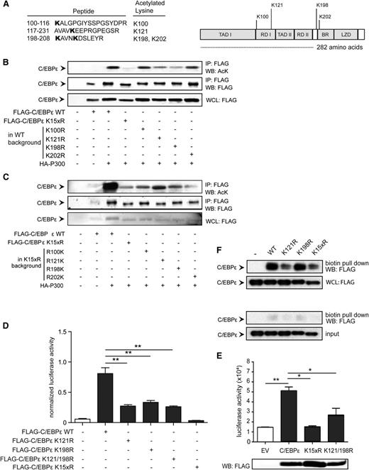 Figure 4. Acetylation of lysine 121 and 198 regulates C/EBPε activity. (A) COS cells were transfected with Flag-C/EBPε together with HA-p300 and treated with NAM. C/EBPε protein bands were isolated from the lysates and processed for mass spectrometry analysis. Data represent the identified lysines and functional domain location. (B-C) COS cells were transfected with Flag-C/EBPε single-lysine knock-out (from WT) and “addback” (from lysine dead) together with HA-p300, followed by Flag immunoprecipitation. Cell lysates were analyzed by WB, using anti-acetylated lysines (AcK) and anti-Flag antibody. (D) M-CSFR promoter luciferase activity was analyzed in COS cells transfected with Flag-C/EBPε, Flag-C/EBPε K121R, Flag-C/EBPε K198R, Flag-C/EBPε K121/198R, and C/EBPε K15xR. An empty vector plasmid was used as control. All values were normalized for cotransfected renilla. (E) Lactoferrin reporter activity was analyzed in COS cells transfected with Flag-C/EBPε, Flag-C/EBPε K121/198R, or C/EBPε K15xR. Cell lysates were analyzed for C/EBPε expression by WB, using an anti-Flag antibody. (F) Nuclear lysates were prepared from COS cells transfected with Flag-C/EBPε, Flag-C/EBPε K121R, Flag-C/EBPε K198R, and Flag-C/EBPε K15xR, followed by pull-down of biotinylated oligonucleotides. Cell lysates were analyzed by WB, using anti-Flag antibody. As controls, oligonucleotides representing a mutated binding site were used. IP, immunoprecipitation; WB, western blot; WCL, whole-cell lysate. Data (B-F) are representative of 3 or more independent experiments; error bars represent standard error of the mean (between experiments). *P < .05; **P < .01.