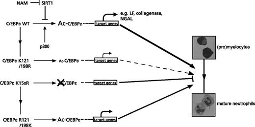 Figure 6. The role of C/EBPε acetylation for C/EBPε transcriptional activity during neutrophil differentiation. Regulation of C/EBPε acetylation, most importantly lysines 121 and 198, by the lysine acetyltransferase p300 and the lysine deacetylase SIRT1 is involved in the regulation of DNA binding and determines C/EBPε transcriptional activity and the subsequent expression of C/EBPε target genes during neutrophil development. In the absence of C/EBPε acetylation, represented by the lysine dead mutant, C/EBPε activity is abrogated, resulting in a block in neutrophil differentiation.