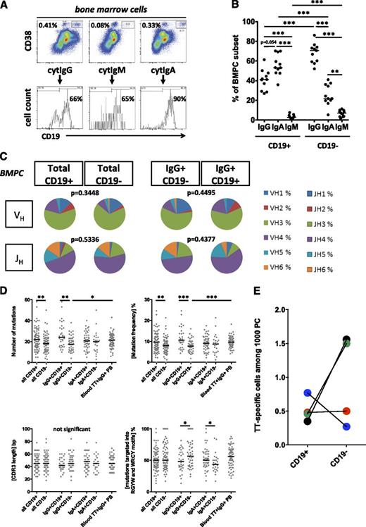 Figure 2. CD19− BMPC express IgG with moderately mutated VH gene rearrangements and secrete antibodies commonly found in blood serum. (A) BMPC were analyzed for expression of CD19 and cyt IgG, IgM, and IgA. Summarized results from 11 donors are shown in (B) and were compared using the Mann-Whitney U test, ***P < .001. Median values are indicated. (C-D) Individual fluorescence-activated cell sorter (FACS)-sorted CD19+ and CD19− BMPC from 3 individuals were subjected to nested single-cell reverse transcriptase-polymerase chain reaction for amplification of VHDJHC gene rearrangements.18 A total of 82 sequences from CD19+ PC and 72 sequences from CD19− BMPC were analyzed: 33 CD19+IgG+, 44 CD19−IgG+, 46 CD19+IgA+, and 24 CD19−IgA+ sequences (and 7 IgM sequences, not separately shown). Sequences were analyzed for immunoglobulin isotype (supplemental Figure 2B) for VH and JH family use. Distributions were compared by χ2 test; respective P values are indicated (C), for absolute numbers and frequencies of somatic mutations per VH sequence, and for CDR3 length and mutations located within RGYW/WRCY hotspot motifs (D). Data from 65 tetanus toxoid (TT)-specific PB18 from blood 1 week after intramuscular TetDiph vaccination from 3 donors, respectively, are shown for comparison. After χ2 tests did not show significant differences in VHJHC segment use and CDR3 length distribution among different individuals’ samples, data were pooled and displayed together. Mann-Whitney U test was used to analyze data in (D) (*P < .05; **P < .01; ***P < .001). Median values are indicated. (E) Frequencies of antibody-secreting PC specific for TT were determined by Elispot among 4 pairs of FACS-sorted CD19+ and CD19− BMPC (donors were aged 37, 52, 62, and 72 years). Median values are indicated.