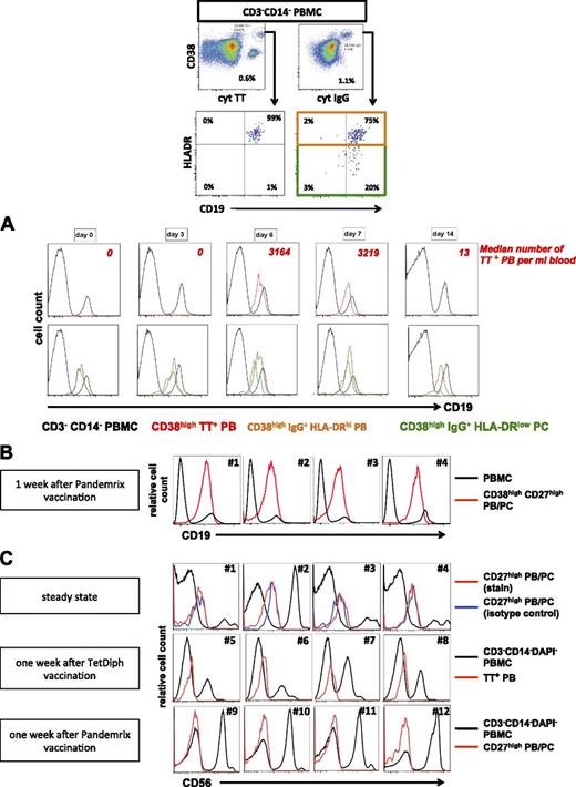 Figure 5. CD19+ but not CD19− PB and PC are detectable in peripheral blood after vaccination. (A) TT-specific PB, IgG+HLA-DRhigh PB and IgG+HLA-DRlow PC were detected in peripheral blood by flow cytometry as shown (1 week after vaccination) and were analyzed for expression of CD19 in individuals before and at indicated time points after intramuscular vaccination against TetDiph. The analysis shown is representative of 9 individuals immunized with TetDiph vaccine. Numbers of TT-specific PB/mL blood are indicated to illustrate kinetics of the TT-specific PB response. (B) CD19 expression by PB/PC from 4 individuals 1 week after vaccination against 2009 H1N1 influenza with Pandemrix. (C) CD56+ PB and PC are absent from peripheral blood before and after vaccination. Representative analyses are shown for circulating PB/PC during steady state (#1 to #4), 1 week after TetDiph vaccination (#5 to #8) and 1 week after Pandemrix vaccination (#9 to #12).