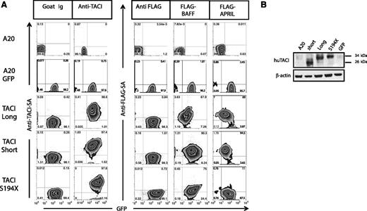 Figure 1. A20 transduced cells express surface TACI and bind ligand. (A) Representative flow cytometry results for the A20 parental cell line, A20 GFP, and A20 short, long, or nonsignaling S194X TACI–transduced cells showing similar TACI and GFP expression. TACI expression was also tested by ligand-binding assay and analyzed by flow cytometry. Numbers indicate percentage of positive cells. Plots are representative of 3 independent experiments. (B) TACI immunoblot from same cells expressing similar levels of TACI protein. hu, human.