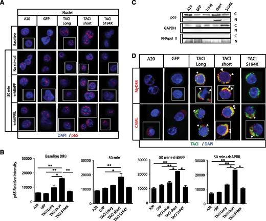 Figure 4. Differential downstream p65 nuclear translocation in TACI isoform–transduced B-cell signals through MyD88 and CAML. (A) Confocal microscopy of nuclei isolated from A20 nontranduced cells, A20 GFP, A20 with TACI short or long isoforms, and nonsignaling TACI S194X mutant cells, cultured as in Figure 3, in the presence or absence of 100 ng/mL of rhBAFF or rhAPRIL, and stained for p65 (red); nuclei were counterstained with DAPI (blue). (B) Quantitative assessment of p65 nuclear translocation (relative to cell number), represented as p65 relative intensity. Error bars represent standard error of the mean. *P < .05; **P < .01; 2-tailed unpaired Student t test. (C) Immunoblot analysis of p65 nuclear translocation after subcellular fractionation of resting cells after 6-hour starvation (C: cytoplasmic fraction; N: nuclear fraction; GAPDH: cytoplasmic fraction loading and purification control; and RNApol II: nuclear fraction loading and purification control). For quantitation of nuclear p65 levels, >200 cells were microscopically assessed and analyzed with ImageJ software. (D) In resting transduced A20 cells, colocalization of TACI isoforms with MyD88 and CAML was observed by confocal microscopy, as marked by arrowheads. Staining: TACI (green), MyD88 (red) or CAML (red), along with DAPI (blue) to stain nuclei. Residual colocalization of S194X mutant TACI with CAML was also observed. The mean percentage and standard error were calculated from 3 independent experiments. Images in panels A and D show white dividing lines for cells taken from the same field; original magnification ×63. GAPDH, glyceraldehyde-3-phosphate dehydrogenase; RNApol II, RNA polymerase II.