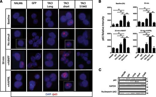 Figure 6. Differential NF-κB activation by TACI isoforms in human pre-B cells. (A) Confocal microscopy of isolated nuclei from NALM6 nontransduced cells, NALM6 GFP, NALM6 with TACI short or long isoforms, and nonsignaling TACI S194X mutant cells, cultured as in Figure 4 and stained for p65 (red); nuclei were counterstained with DAPI (blue). Images show white dividing lines for cells taken from the same field. Original magnification ×63. (B) Quantitative assessment of p65 nuclear translocation (relative to cell number), represented as p65 relative intensity. The mean percentage and standard error were calculated from 3 independent experiments; error bars represent standard error of the mean. *P < .05; **P < .01; 2-tailed unpaired Student t test. (C) Immunoblot analysis of p65 nuclear translocation after subcellular fractionation of resting cells after 6-hour starvation (C: cytoplasmic fraction; N: nuclear fraction; GAPDH: cytoplasmic fraction loading and purification control; and Nucleoporin/p62: nuclear fraction loading and purification control). For quantitation of nuclear p65 levels, >200 cells were microscopically assessed and analyzed with ImageJ software.