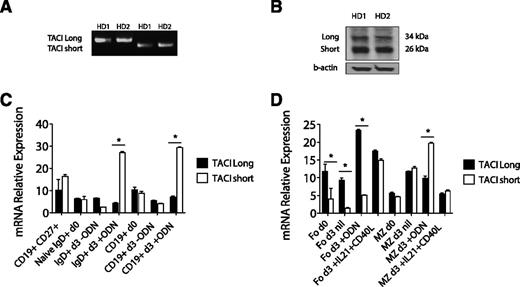 Figure 7. Expression of TACI isoforms in primary human B cells. (A) Qualitative analysis of TACI cDNA expression in freshly isolated B cells from 2 healthy donors (HD1 and HD2). TACI sequences were amplified from mRNA by RT-PCR and examined by gel electrophoresis. Two bands correspond to each of the 2 isoforms. (B) TACI immunoblot from the same healthy donors expressing the 2 TACI protein bands. β-actin was used as loading control. (C) Quantitative analysis of CD27+, naïve IgD+, and total CD19+ B cells of TACI isoforms from freshly isolated peripheral blood mononuclear cells further cultured with or without ODN for 3 days. (D) Quantitative analysis of mRNA levels of TACI isoforms in freshly isolated B cells from spleens. Follicular (Fo) and marginal zone (MZ) B cells were cultured for 3 days with the addition of ODN or interleukin-21 (IL21) and CD40L. For panels C and D, data represent 3 different donors; error bars represent standard error of the mean. *P < .05; 2-tailed unpaired Student t test.