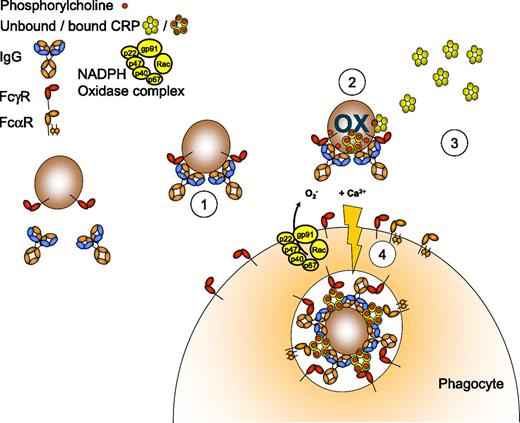 Figure 7. Illustration of the proposed role for CRP in IgG-mediated platelet destruction. Antiplatelet IgG antibodies from serum bind to platelets (1). Platelet oxidation (OX) results in phosphorylcholine exposure, independently of platelet FcγRIIa, but requires the phagocyte NADPH oxidation system (2). Subsequently, CRP present in the serum binds to platelet phosphorylcholine in a Ca2+-dependent manner (3). This potentiates the uptake and degradation of the platelets via Fc receptors of the phagocyte (4).