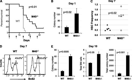 Figure 3. M40−/− mice are more resistant to cytotoxic stress and M40−/− HSPCs show superior regenerative ability upon stress. (A) Kaplan-Meier survival curve of WT and M40−/− mice after weekly administration of 5-FU (150 mg/kg). Data from 2 independent experiments are pooled and shown here; n = 13 per genotype. P < .01, log-rank nonparametric test comparing WT and M40−/− groups. (B) CFC numbers per 8 × 104 BM cells 1 day after 5-FU injection were quantified in semisolid methylcellulose media with cytokines (M3434; Stemcell Technologies Inc). (C) Frequency of phenotypic LT-HSCs (CD34−CD150+CD48−LSK) at day 7 following single injection of 5-FU. P value was calculated by the Student t test. Dotted red line represents the frequency of steady-state LT-HSCs. (D) Representative histograms depicting BrdU incorporation in SLAM LSK cells 7 days after 1 single 5-FU injection are shown. BrdU was injected 2 hours prior to BM harvest. BrdU+ fractions were quantified (mean ± SE). *P < .05 as determined by the Student t test. (E) Colony numbers per 8 × 104 BM cells (left), total BM cells (middle), and total colony numbers in the BM (right) 10 days after 5-FU injection (ie, 3 days after the second 5-FU injection) are shown. P values were calculated by the 2-tailed Student t test. SE, standard error.