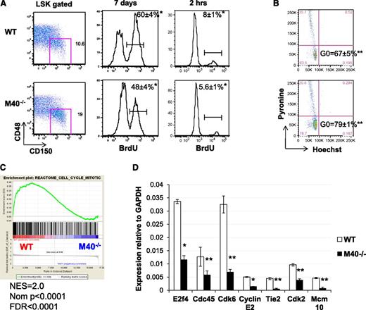 Figure 4. M40−/− HSCs show decelerated cell cycle progression, increased quiescence, and downregulation of gene expression associated with cell division. (A) BrdU incorporation analysis in SLAM LSK cells. WT and M40−/− mice were either fed with water containing BrdU for 7 days or intraperitoneally injected 2 hours prior to sacrifice. Representative flow cytometric plots of SLAM HSCs and histograms depicting BrdU labeling are shown. BrdU+ fractions were quantified (mean ± SD); n = 6. (B) Sorted SLAM LSK HSCs were stained with Py and Ho, and representative flow cytometric plots are shown. The quiescence G0 populations defined as Py−Ho− are indicated (mean ± SE); n = 4. P values were calculated by the Student t test. *P < .01; **P < .05. (C) Enrichment plot of GSEA analysis using WT vs M40−/− HSC expression data against a cell cycle signature from the MSigDB c2.cp database. (D) RT-qPCR analysis of cell cycle regulatory genes in WT and M40−/− HSCs. Relative expressions to GAPDH (mean ± SE) are shown. P values were calculated by the Student t test. *P < .001; **P < .02. FDR, false discovery rate; GAPDH, glyceraldehyde-3-phosphate dehydrogenase; Ho, Hoechst; NES, normalized enrichment score; Nom, nominal; Py, Pyronin Y; SD, standard deviation; SE, standard error.