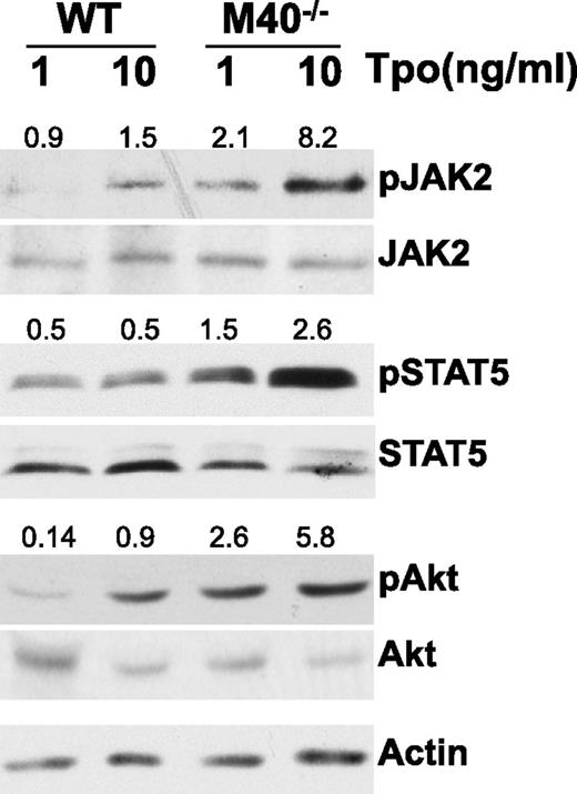 Figure 5. M40−/− HSCs show enhanced signaling in response to Tpo. Purified LSK cells from WT and M40−/− mice were starved and stimulated for 10 minutes with 1 or 10 ng/mL Tpo. Lysates from LSK cells were resolved on Tris-Glycine gels and blots were probed with antibodies specific for phosphorylated and total JAK2, Stat5, and Akt proteins. The ratios of phosphoprotein to total protein levels are indicated on top of individual bands.