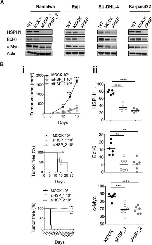 Figure 1. Antilymphoma effects of HSPH1 silencing in human aggressive B-NHL models. (A) Western blot analyses of HSPH1, Bcl-6, c-Myc, and actin as internal protein-loading control in the indicated wild-type (WT), MOCK, and siHSPH1 (siHSP) human aggressive B-NHL cell lines. Western blot images were acquired using Microtek ArtixScan F1 and cropped to retain the relevant bands with Adobe Photoshop CS version 4 for Macintosh computer. (B) Tumor growth curve (top) and tumor-free survival (middle, bottom) of SCID mice injected subcutaneously with 106 or 104 MOCK, siHSP_1, and siHSP_2 cells (6/group) (i). Tumor volume was calculated as 0.5 × d12 × d2 (d1, smaller diameter; d2, larger diameter). Statistically significant differences were calculated by using the 2-way ANOVA with Bonferroni posttest or the log-rank (Mantel-Cox) test, respectively (*P < .05, **P < .01, ***P < .001). (ii) Quantitative software analyses of HSPH1, Bcl-6, and c-Myc expression evaluated by immunohistochemistry in MOCK, siHSP_1, and siHSP_2 xenografts 16 days after injection of 106 cells. Data are shown as mean ± standard of the mean of the ratio between the immunostained area and the total nuclear area, measured by ImageJ software analysis v.146 in 3 to 5 high-power microscopic fields for each case. Significant differences were calculated with the unpaired 2-tailed Student t test (**P < .01, ***P < .001, ****P < .0001).