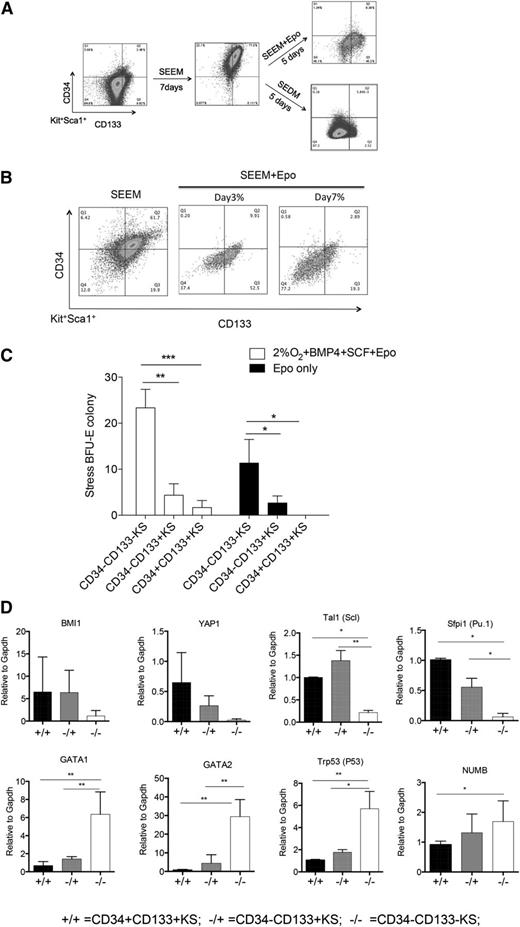 Figure 3. CD34 and CD133 expression defines a series of immature stress erythroid progenitors. (A) Representative flow cytometry analysis of unfractionated mouse bone marrow prior to culture (left), after 7 days in SEEM (center), and after 5 days in SEEM + Epo or SEDM (right). Cells were gated on Kit+Sca1+, and the expression of CD34 and CD133 is shown. (B) Unfractionated mouse bone marrow was grown in SEEM for 7 days and switched into SEEM + Epo media. Representative flow cytometry analysis is shown for cells grown for 3 days and 7 days. (C) CD34+CD133+KS, CD34−CD133+KS, and CD34−CD133−KS cells were sorted from cultures by flow cytometry. A total of 2 × 104 cells were plated in methylcellulose media containing Epo only to assay for mature stress BFU-Es or in media containing Epo + BMP4 + SCF at 2% O2 to assay maximal stress BFU-E potential. (D) CD34+CD133+KS, CD34−CD133+KS, and CD34−CD133−KS cells were sorted from cultures by flow cytometry. mRNA expression of the indicated genes was determined by qRT-PCR and expressed relative to the housekeeping gene Gapdh (2ΔΔCt).