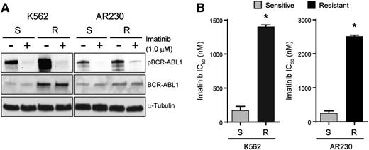 Figure 1. K562R and AR230R cells are resistant to imatinib despite inhibition of BCR-ABL1 kinase. (A) Whole cell extracts were resolved by sodium dodecyl sulfate–polyacrylamide gel electrophoresis (SDS-PAGE) and probed with antibodies directed against ABL1 and phospho-ABL1; α-tubulin was analyzed as a control. (B) Bar graphs represent imatinib IC50 for K562S, K562R, AR230S, and AR230R cells measured by treating these cells with increasing concentrations of imatinib and quantifying cell proliferation by MTS assay after 72 hours. Errors bars represent standard error of the mean (SEM); *P < .05.