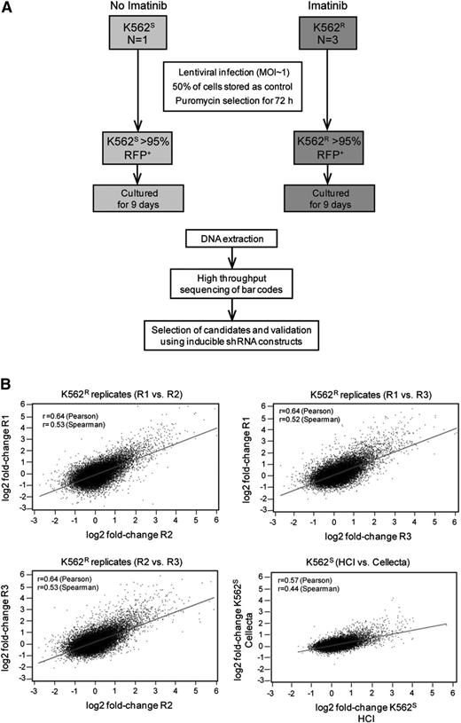 Figure 2. Experimental design and reproducibility. (A) Flow diagram showing the experimental designs of the lentiviral shRNA screen and validation experiments. (B) K562S and K562R cells were infected with the Cellecta HM1 library and cultured in puromycin (see “Materials and methods”). Independent experiments were performed at the Huntsman Cancer Institute (R1, R2, R3, and HCI) or Cellecta. Comparison of the fold-change of barcodes between experiments using either K562S or K562R cells reveals a high level of correlation.